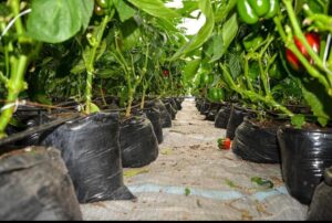 Alspecs Ventures Limited: Announcing our rebranding and expansion