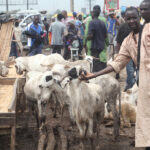 Traders decry low sales as ram prices surge by 55.5%
